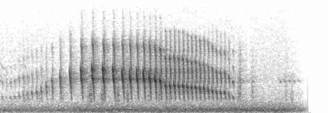 Curve-billed Reedhaunter - ML68414