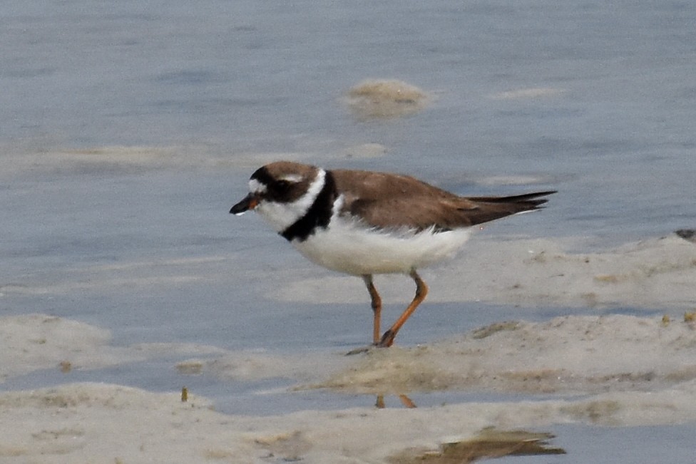 Semipalmated Plover - ML68416661