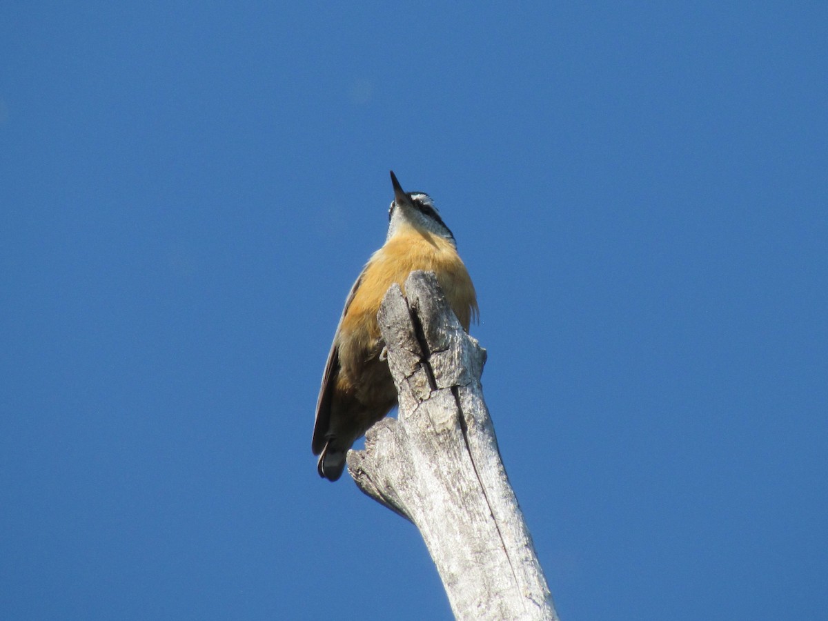 Red-breasted Nuthatch - ML68418901