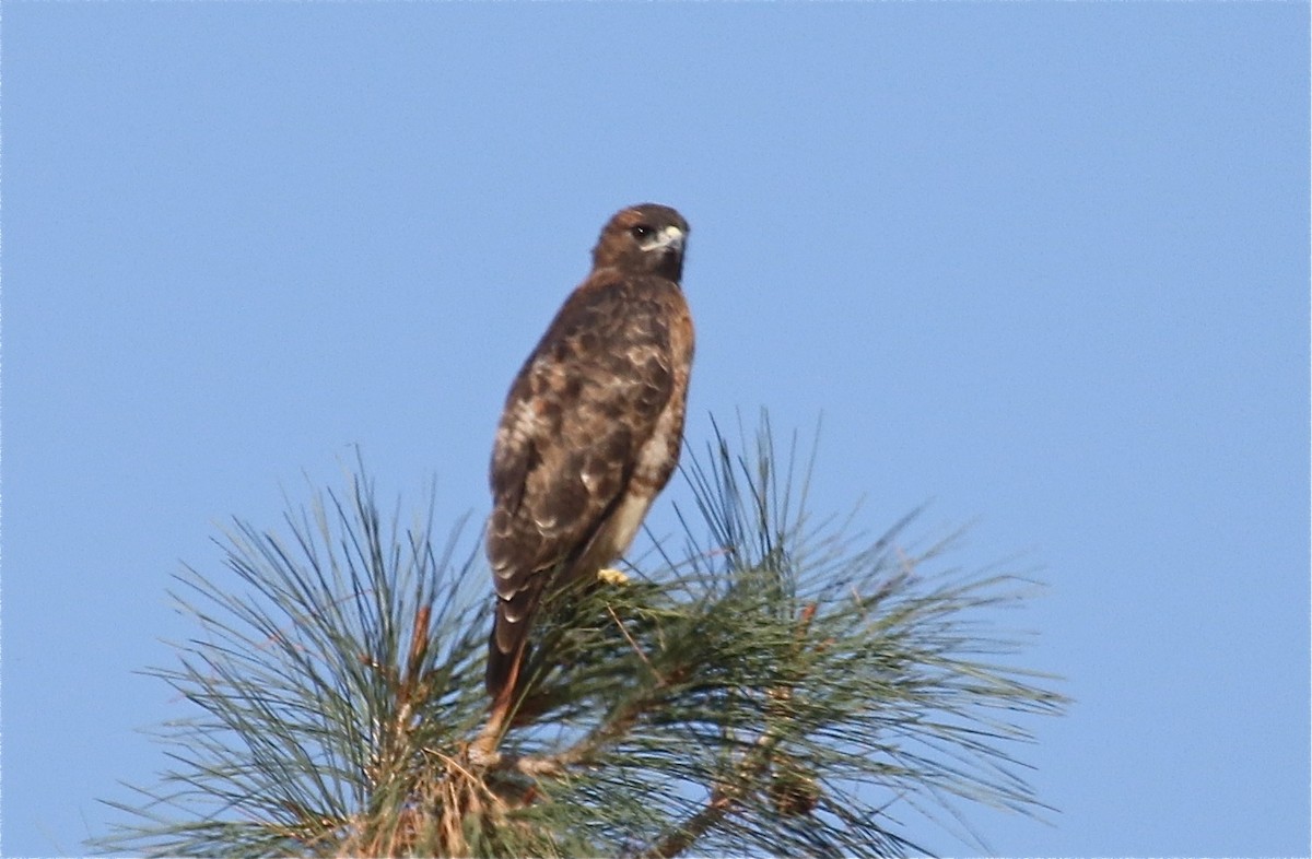 Red-tailed Hawk - ML68426061