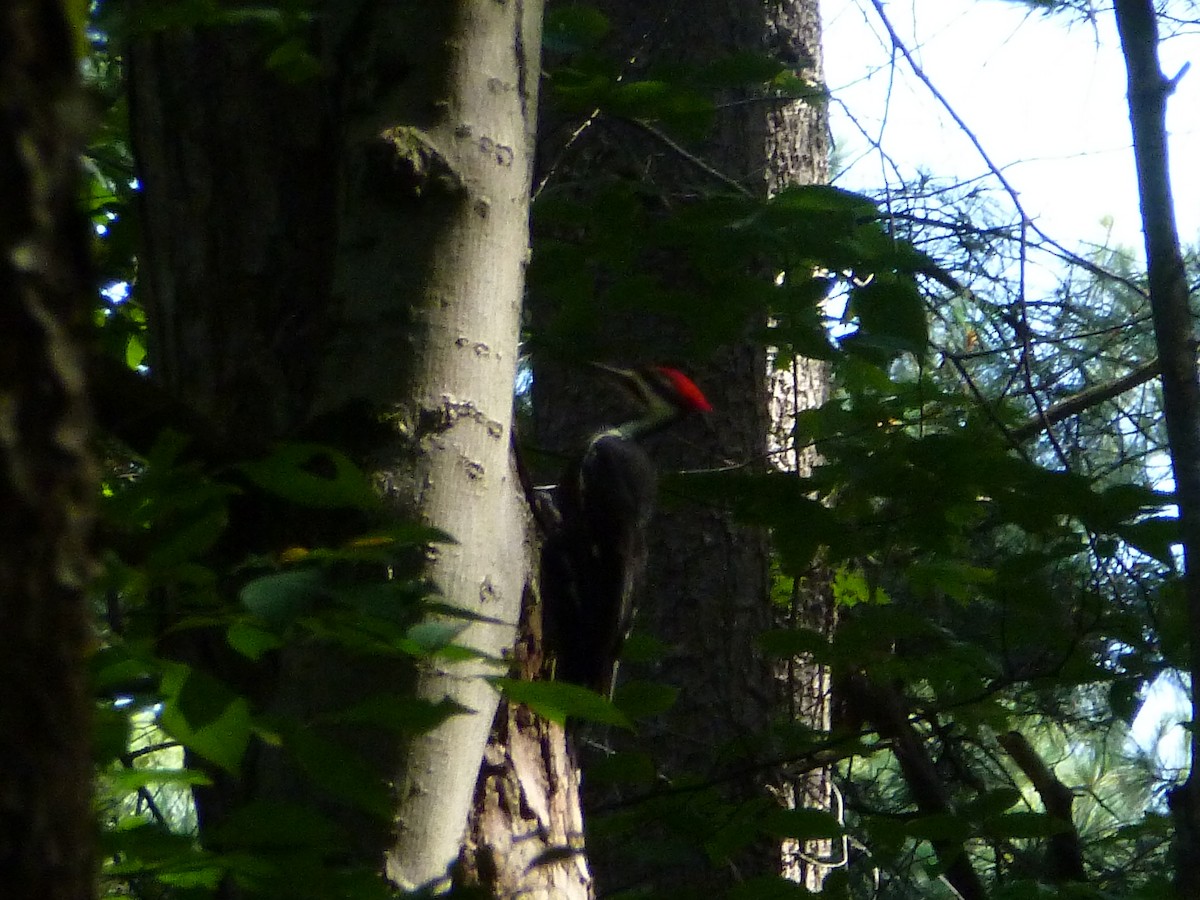 Pileated Woodpecker - R Green