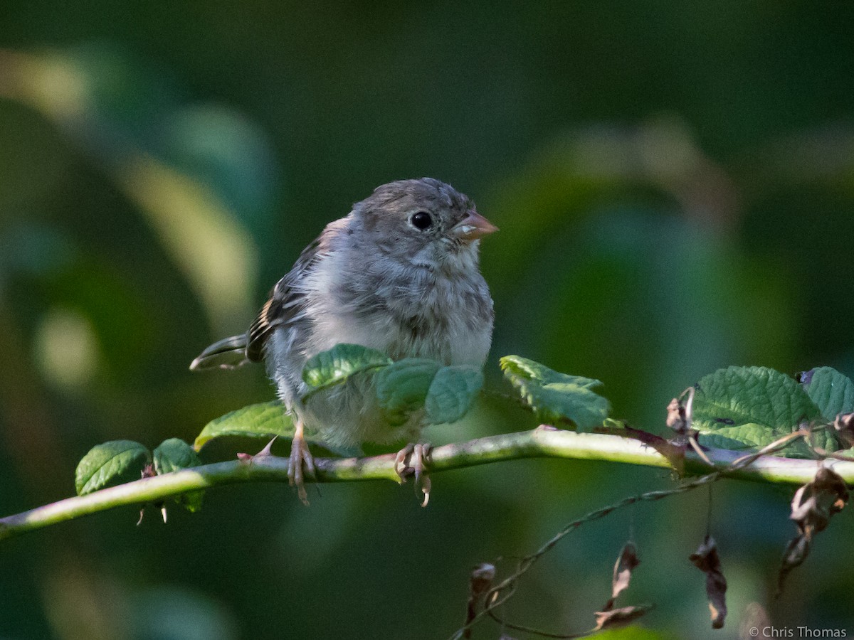 Field Sparrow - Chris Thomas
