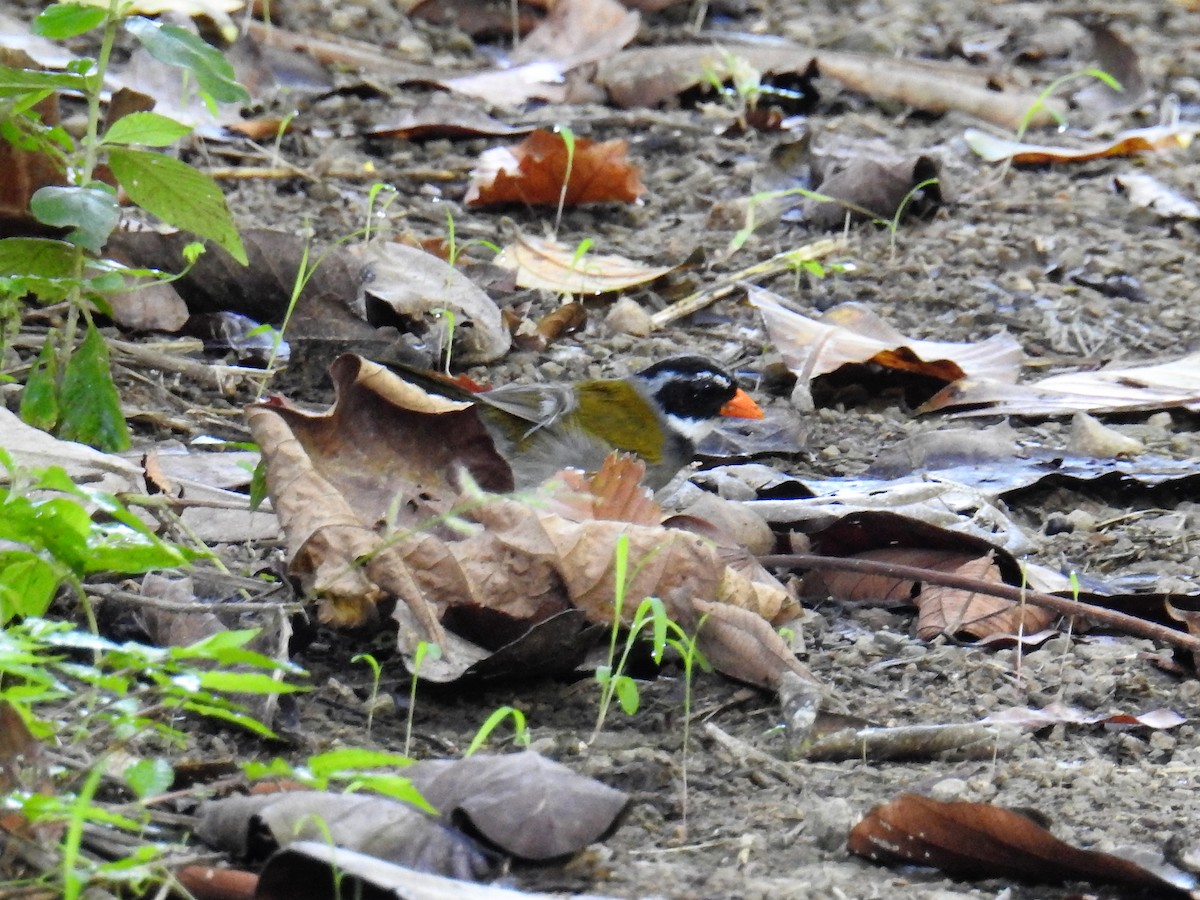 Orange-billed Sparrow - ML68433011