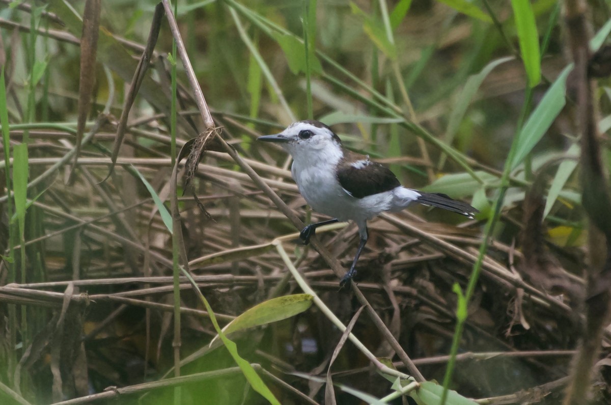 Pied Water-Tyrant - Jan Cubilla