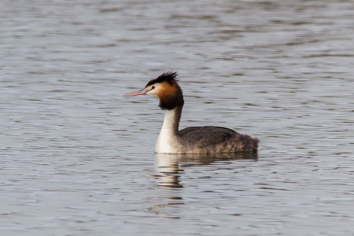 Great Crested Grebe - ML68437641