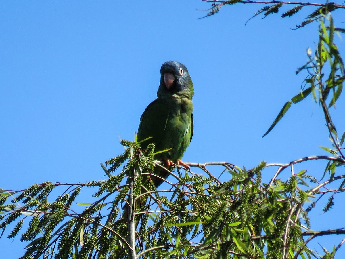 Blue-crowned Parakeet - ML68438541