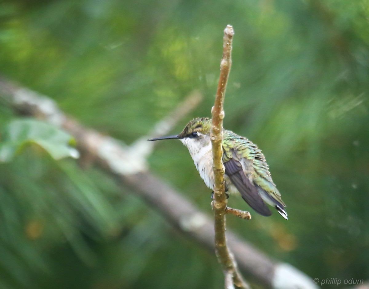Ruby-throated Hummingbird - Phillip Odum