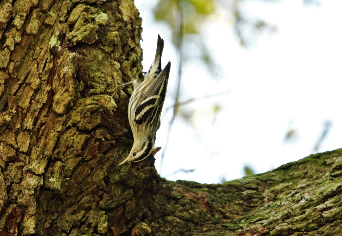 Black-and-white Warbler - ML68439311