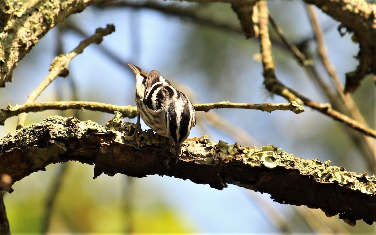Black-and-white Warbler - ML68439351