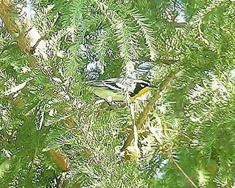 Yellow-throated Warbler - ML68440591