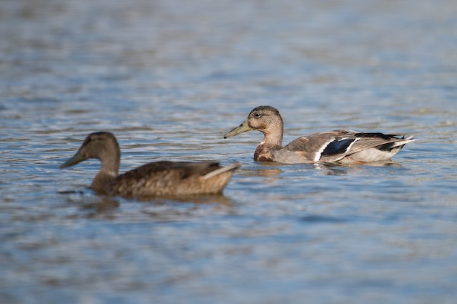 Mallard