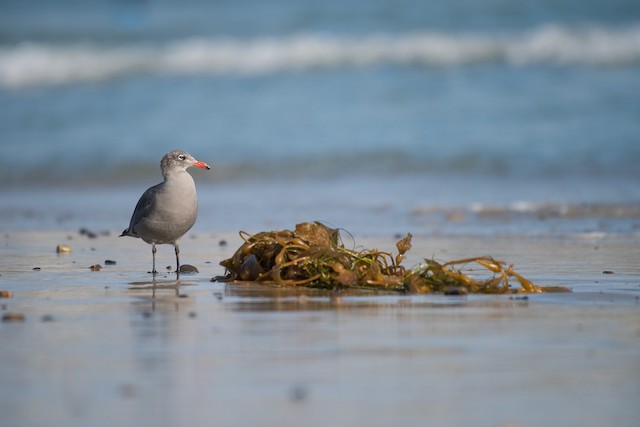 Heermann's Gull