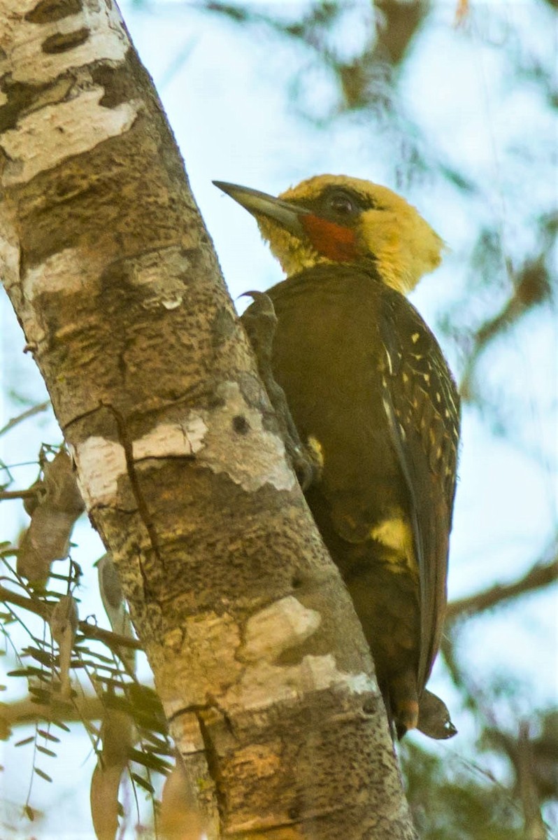 Pale-crested Woodpecker - ML68441871