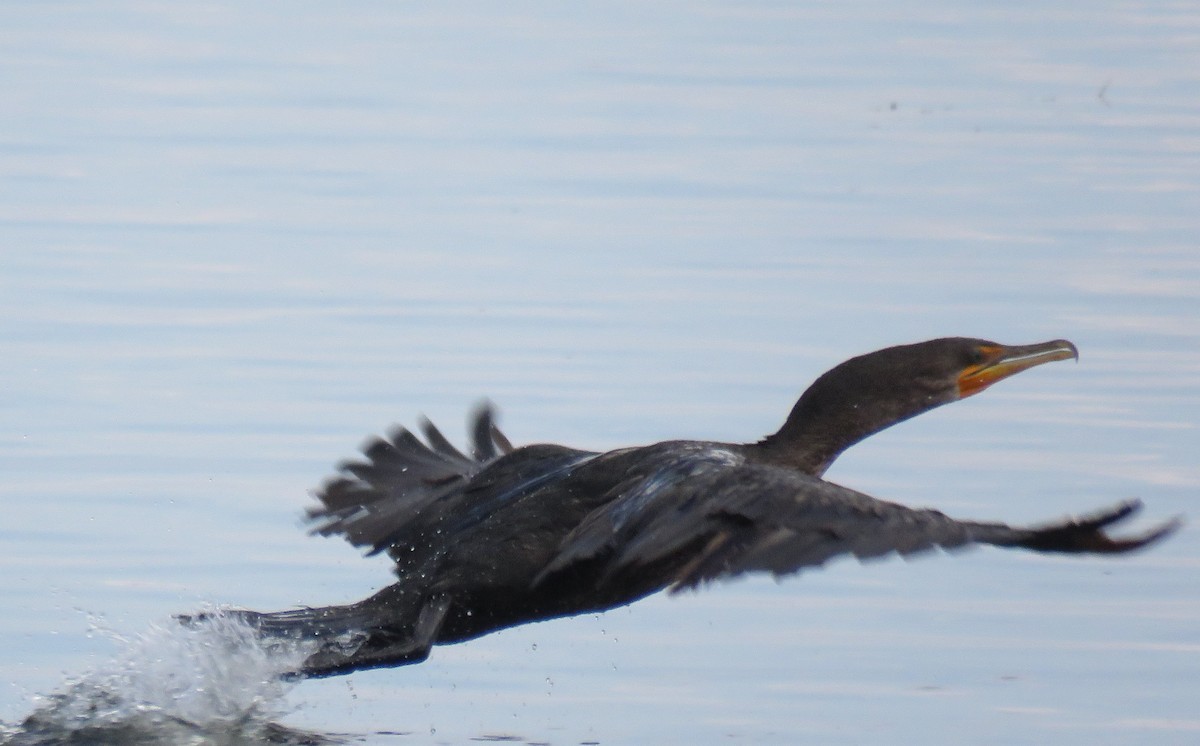 Double-crested Cormorant - Byron Greco