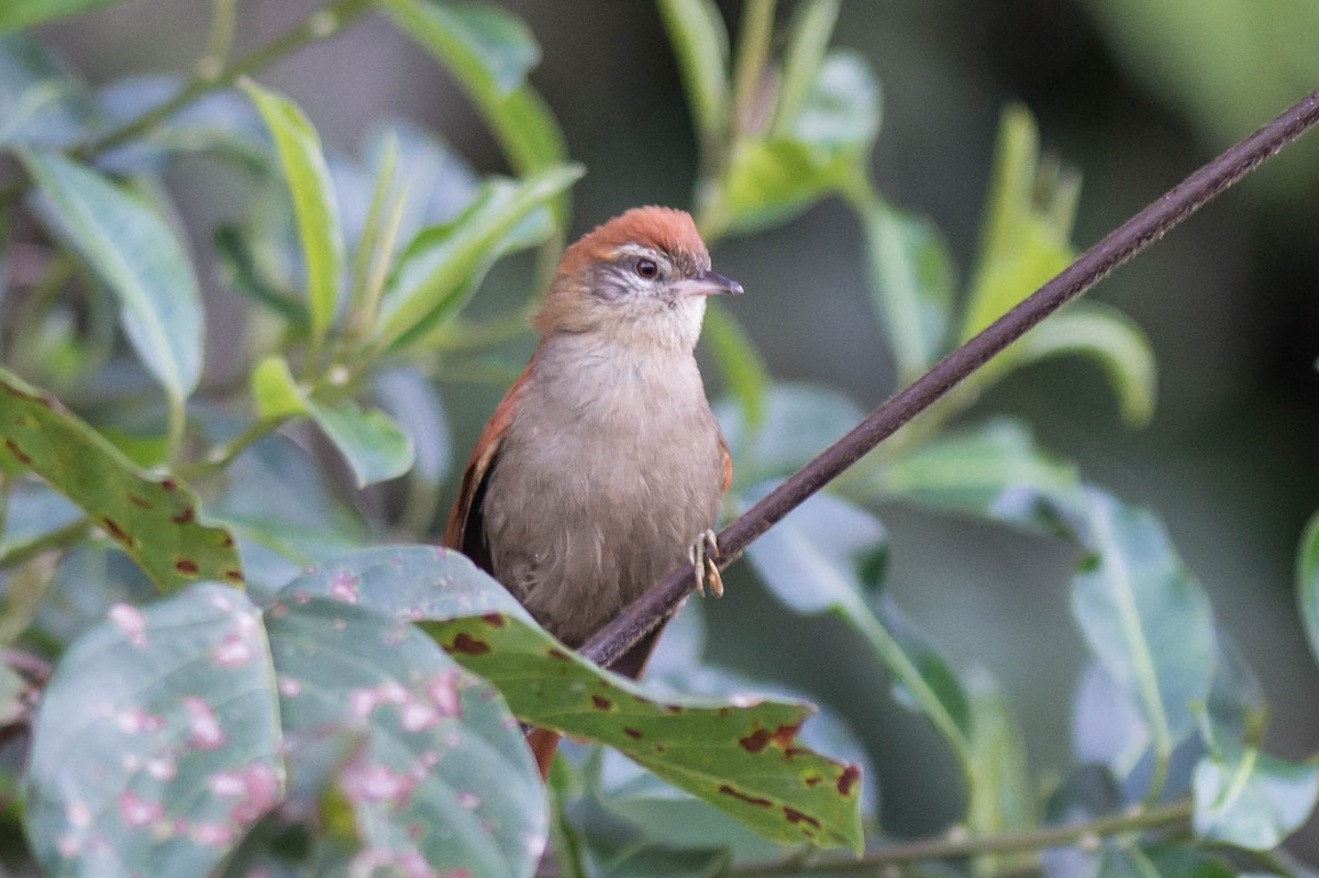 Rusty-backed Spinetail - ML68442281