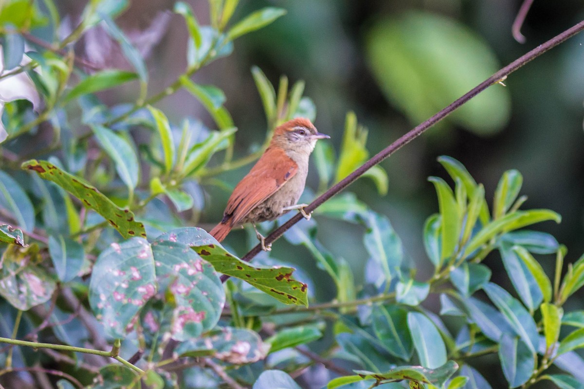 Rusty-backed Spinetail - ML68442301