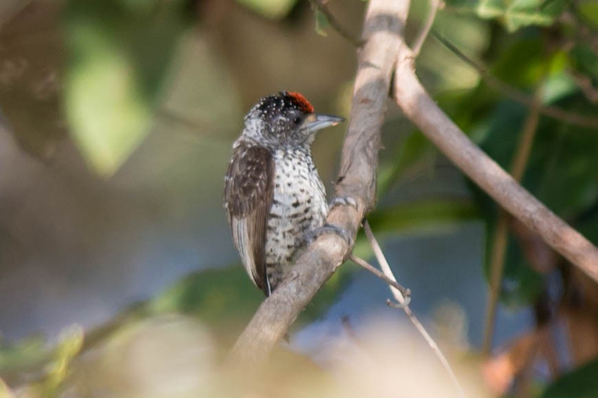 White-wedged Piculet - ML68442411