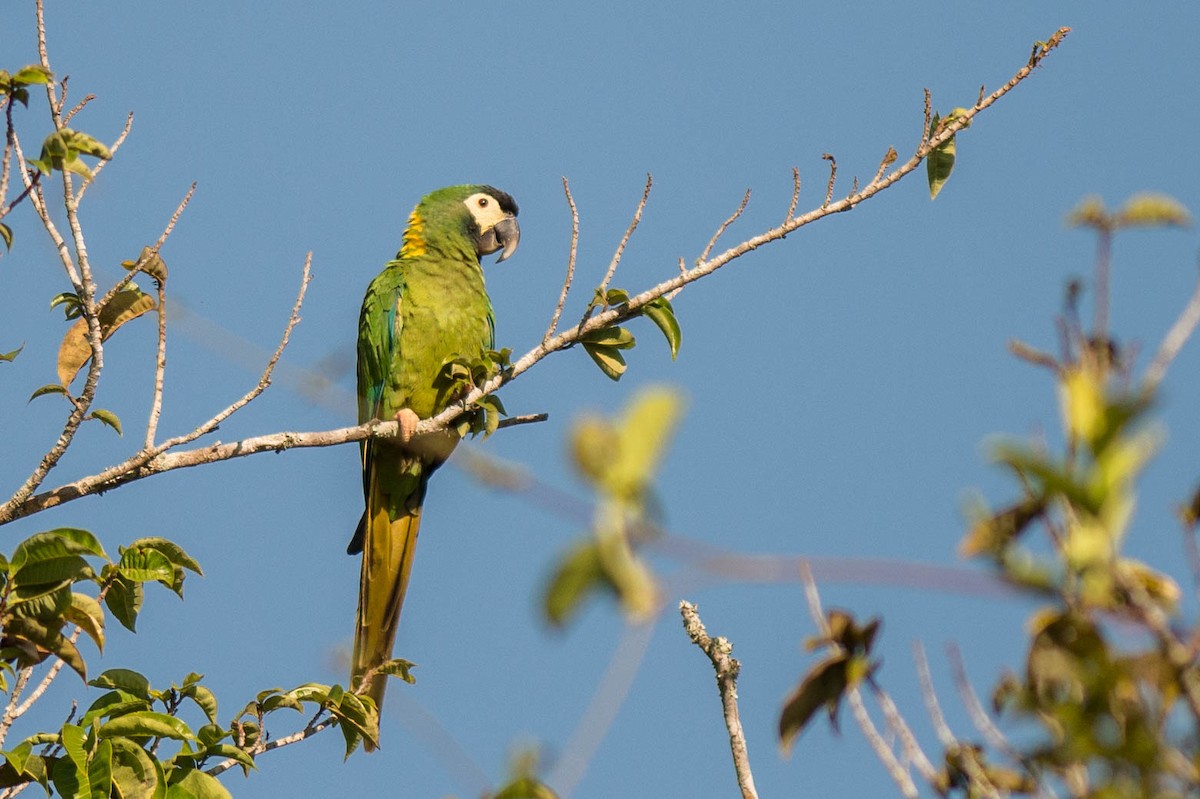Yellow-collared Macaw - Tim Liguori