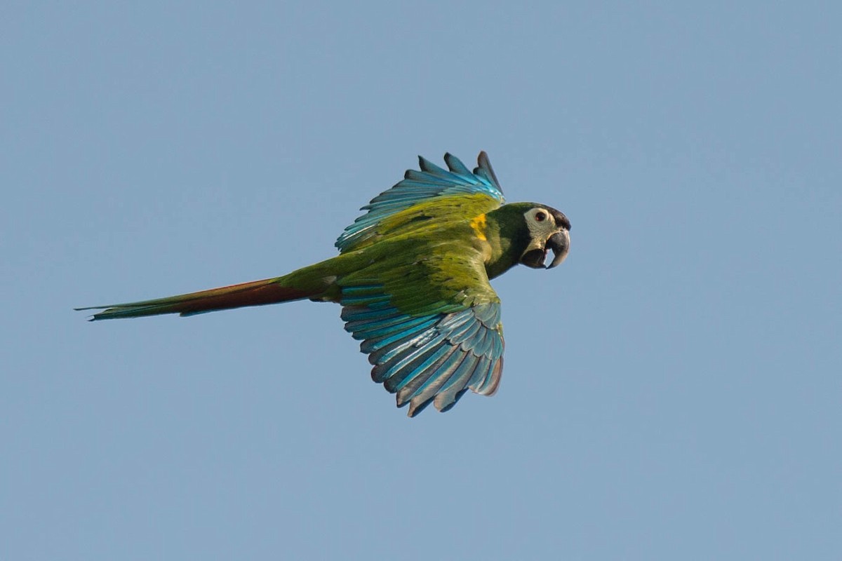 Yellow-collared Macaw - ML68442781