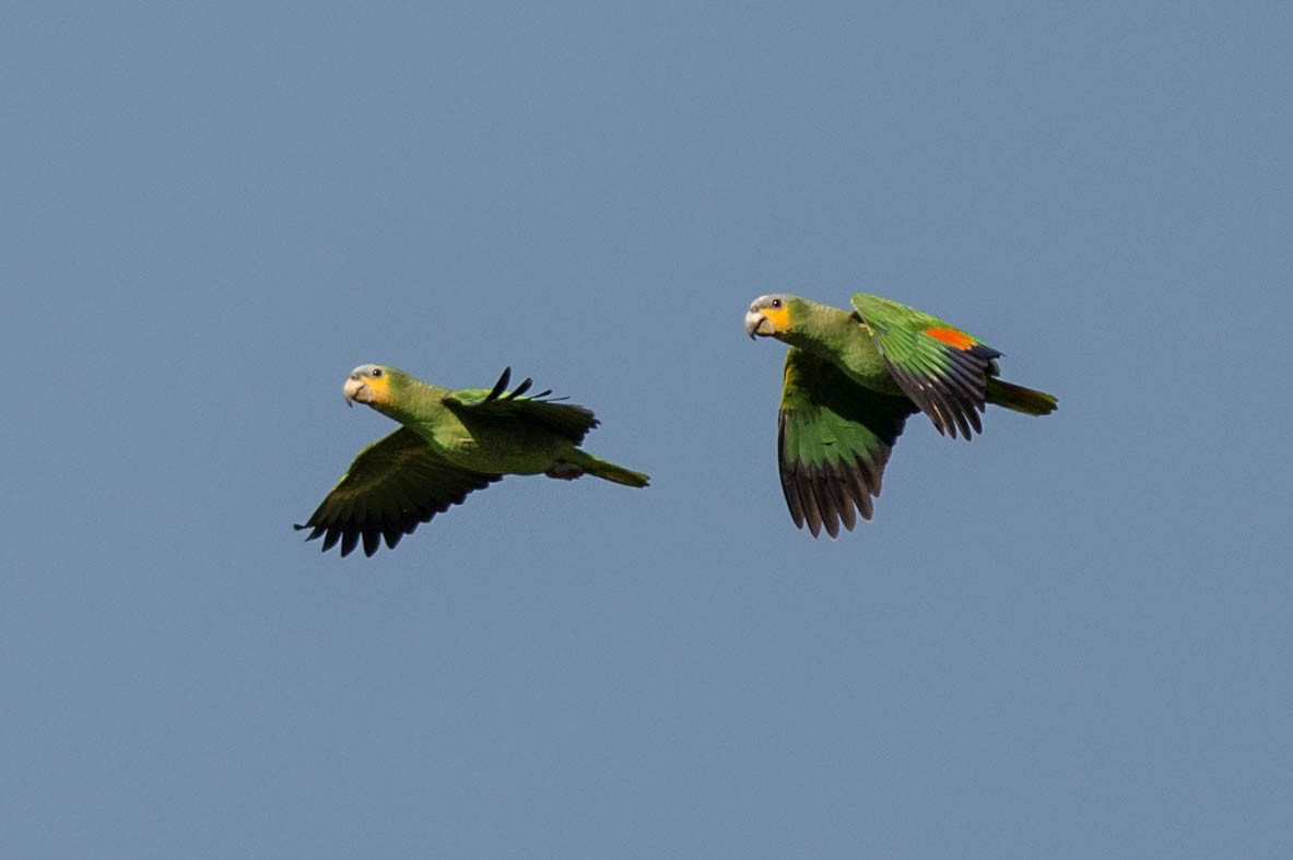 Turquoise-fronted Parrot - ML68442841