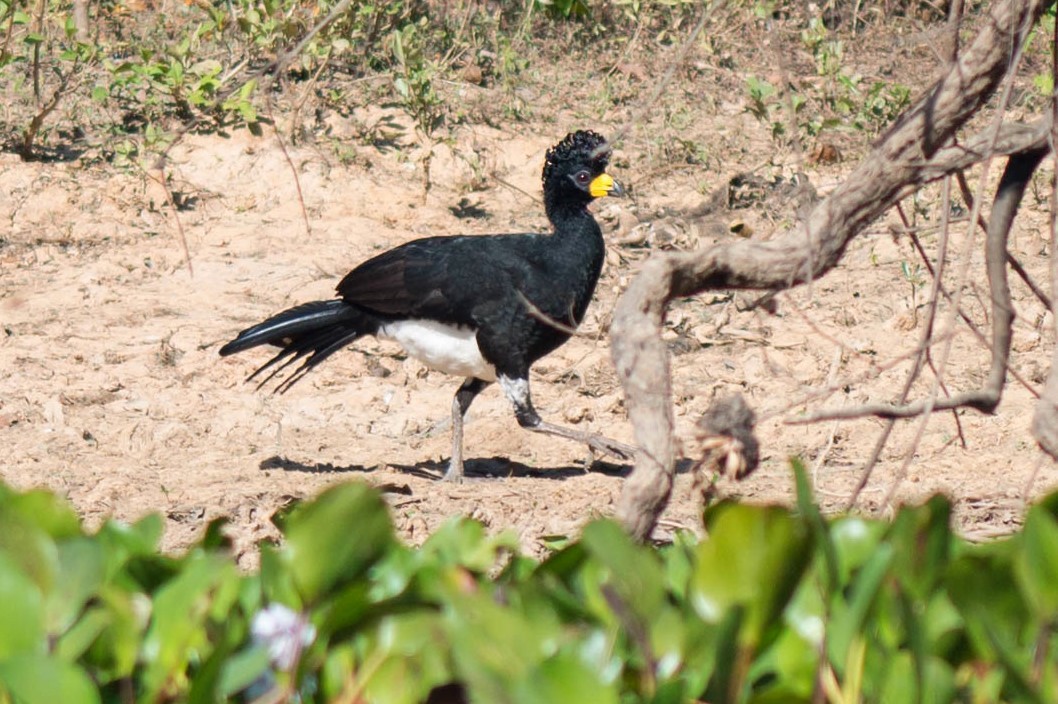 Bare-faced Curassow - ML68442981