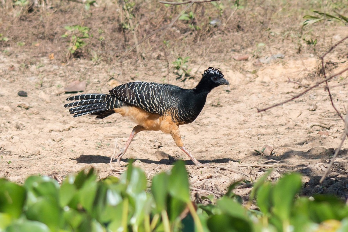 Bare-faced Curassow - ML68442991