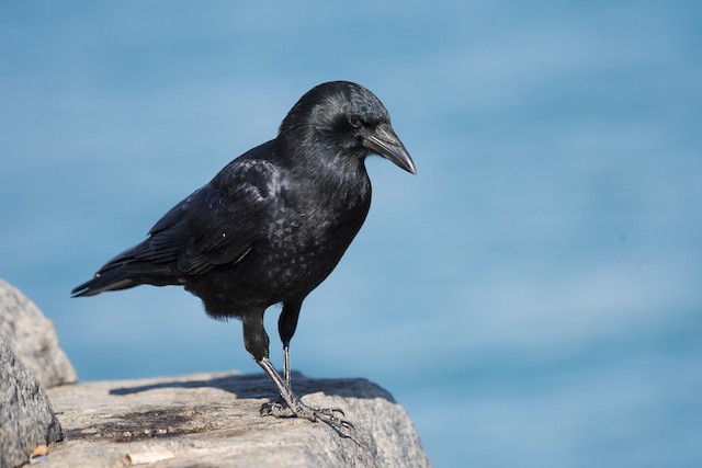 American Crow