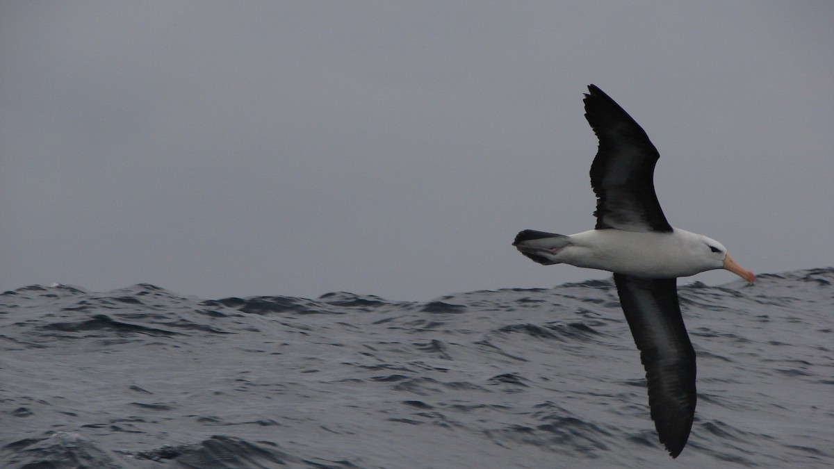 Black-browed Albatross - Deva Migrador