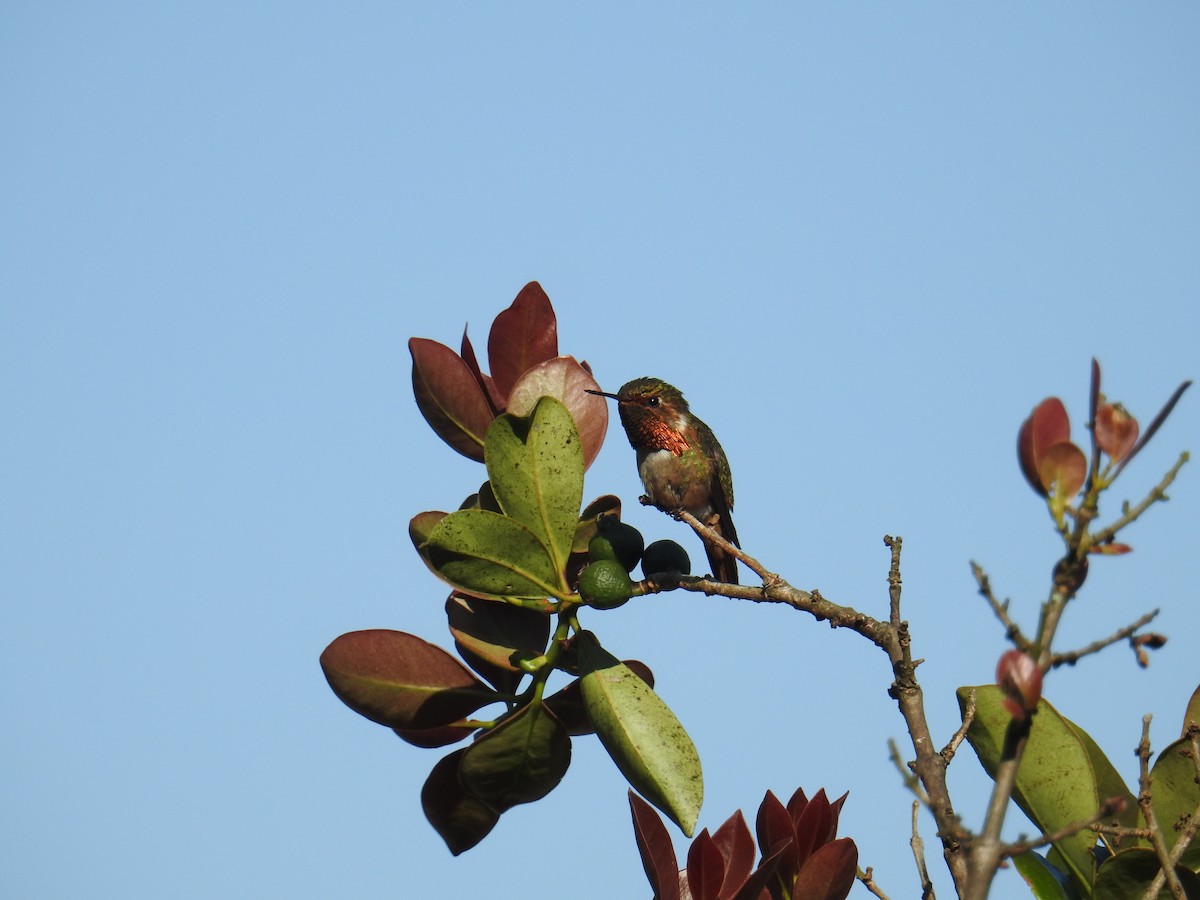 Scintillant Hummingbird - Euclides "Kilo" Campos
