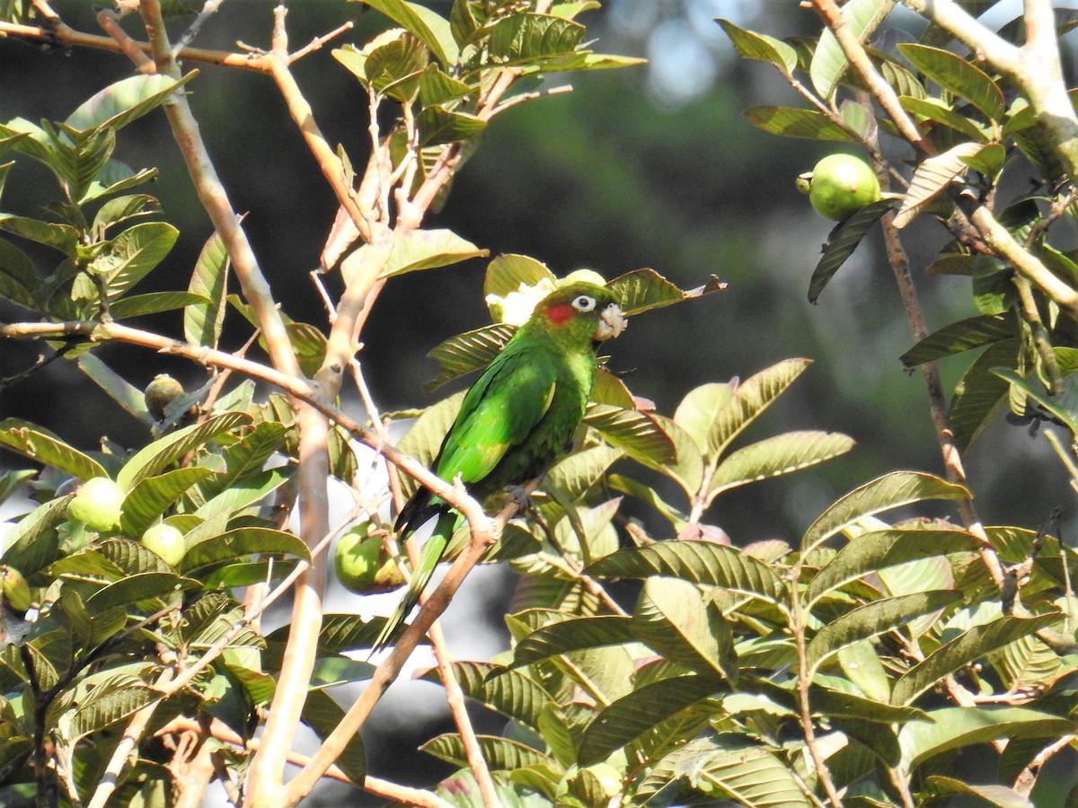 Sulphur-winged Parakeet - Euclides "Kilo" Campos