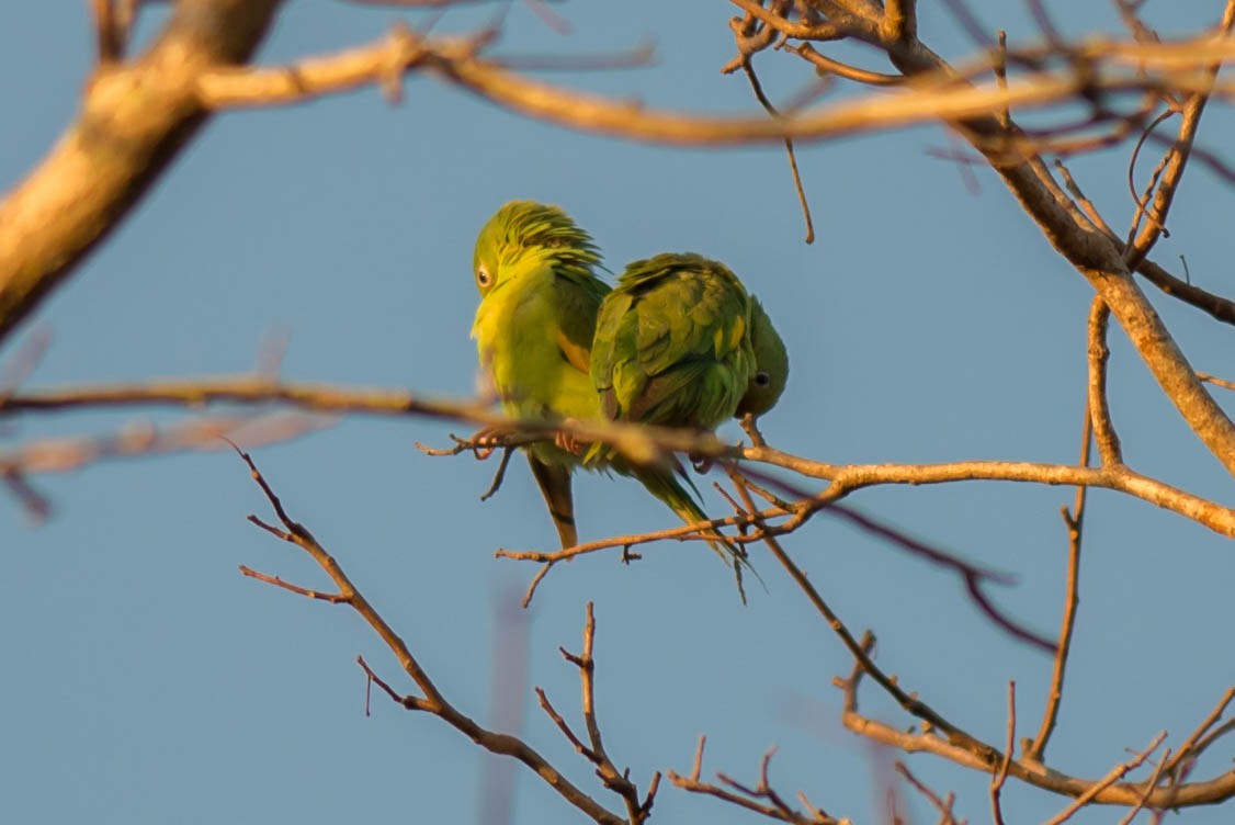 Yellow-chevroned Parakeet - Tim Liguori