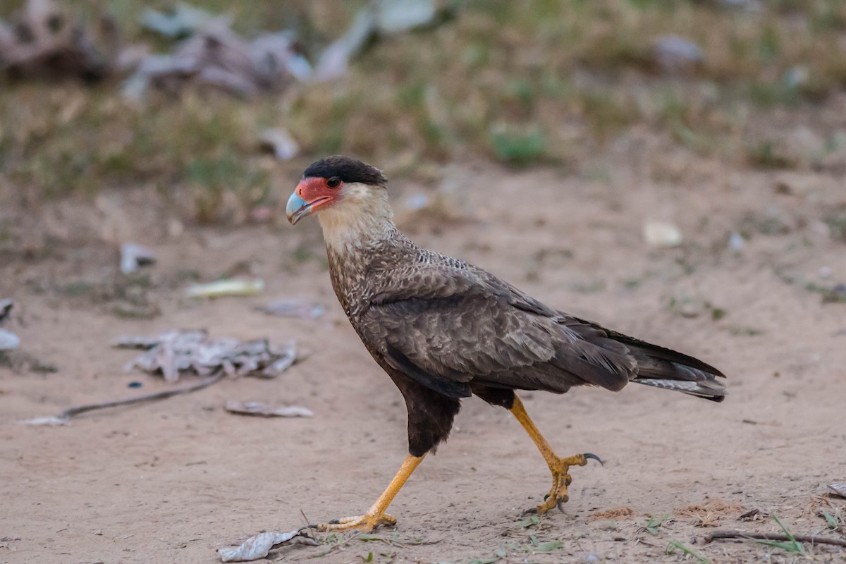 Crested Caracara (Southern) - ML68447341