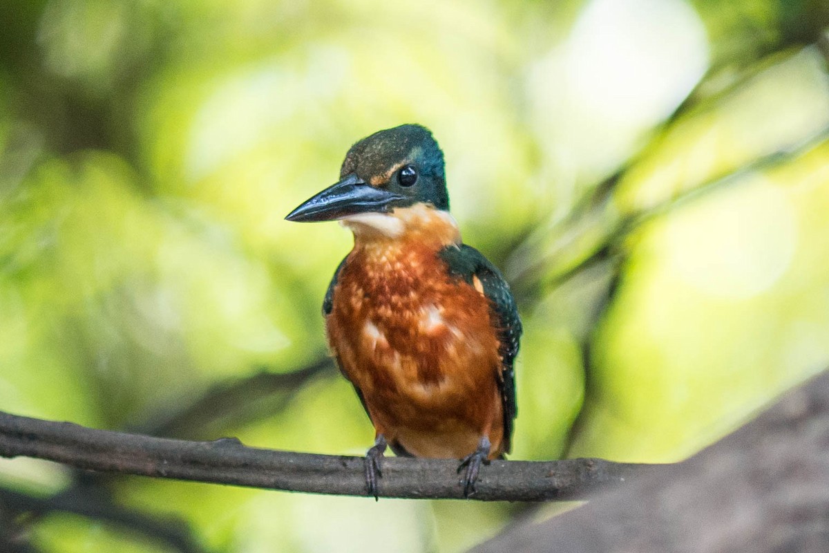 Green-and-rufous Kingfisher - Tim Liguori