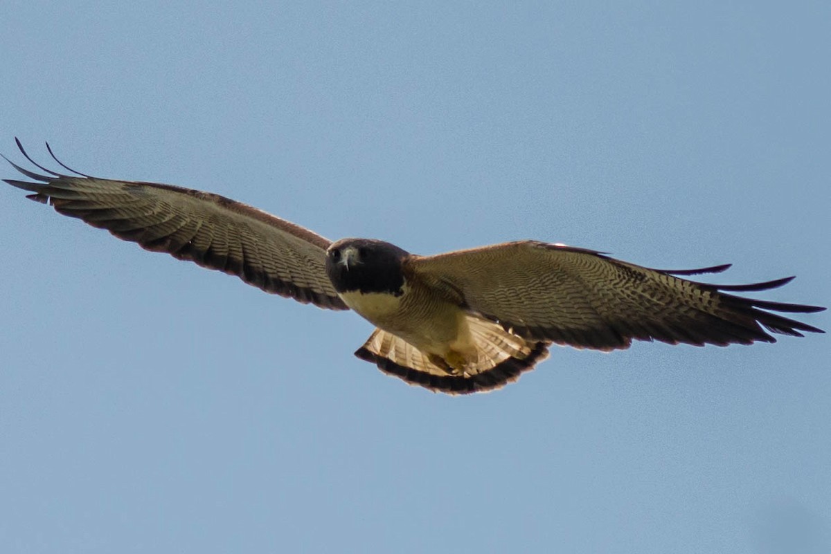 White-tailed Hawk - Tim Liguori