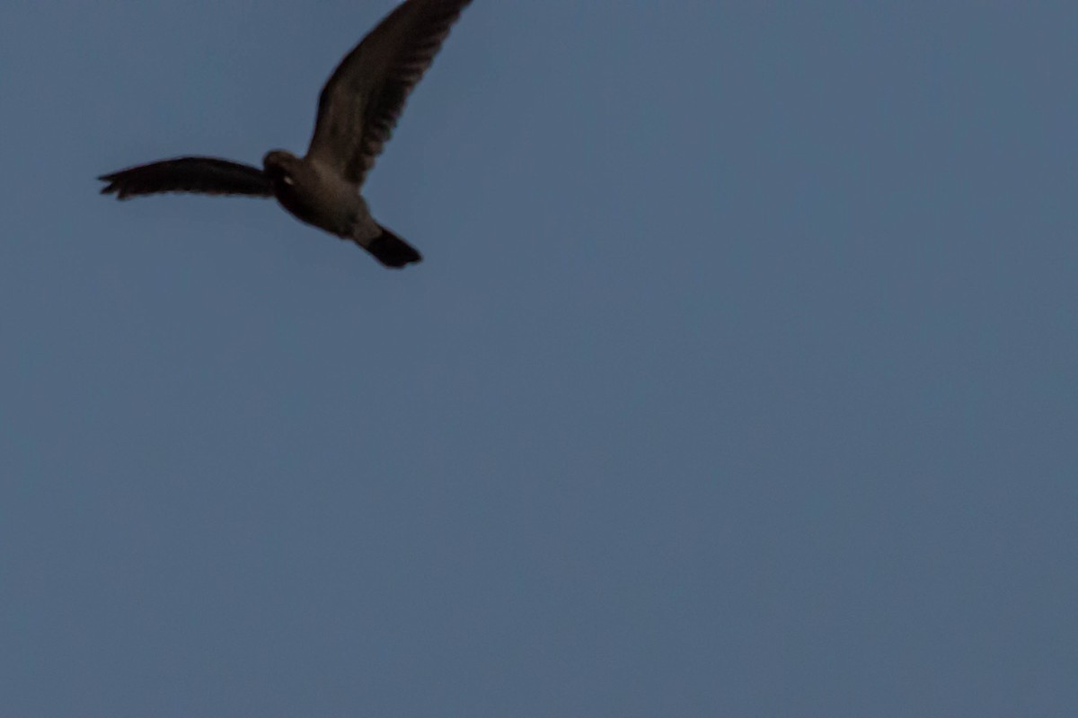 Band-tailed Nighthawk - Tim Liguori