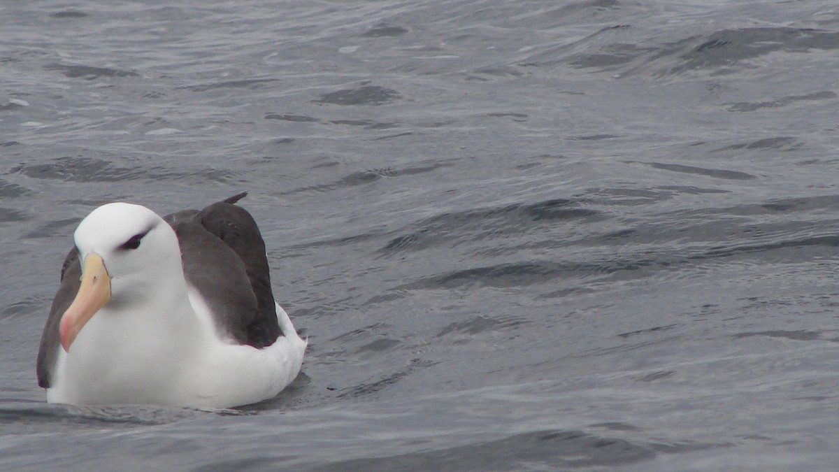 Black-browed Albatross - Deva Migrador