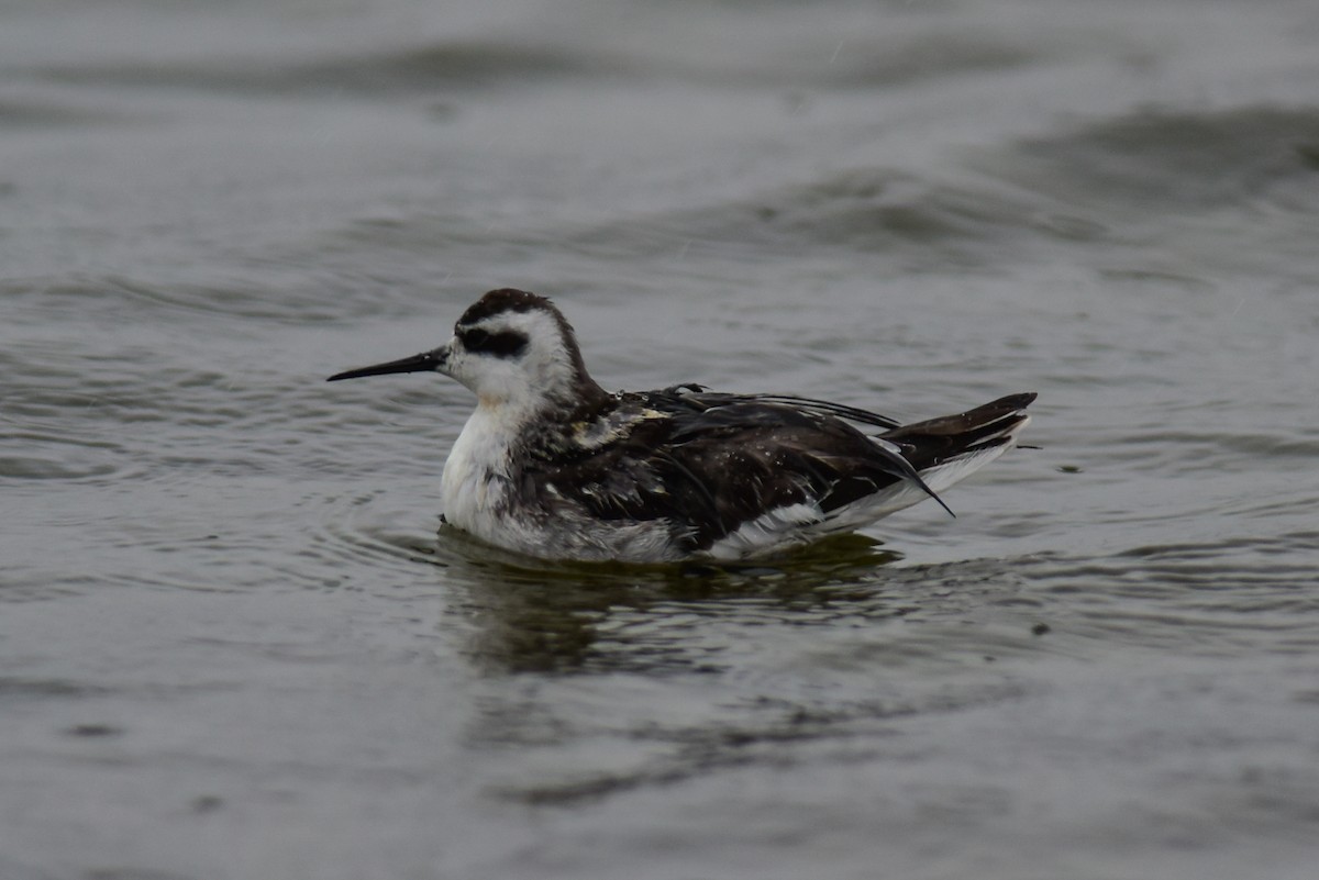 Red-necked Phalarope - Mike Charest