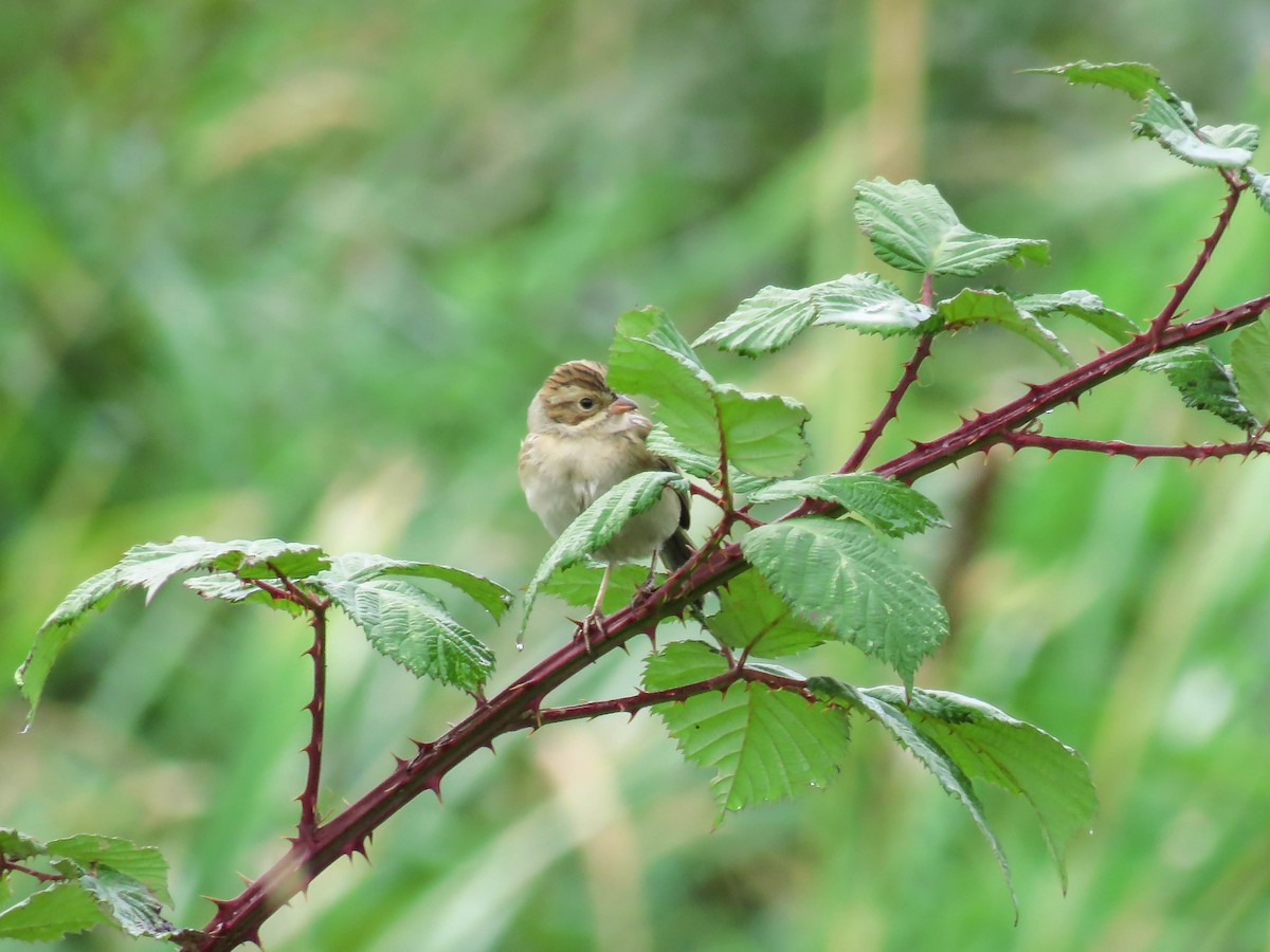 Clay-colored Sparrow - Blair Dudeck