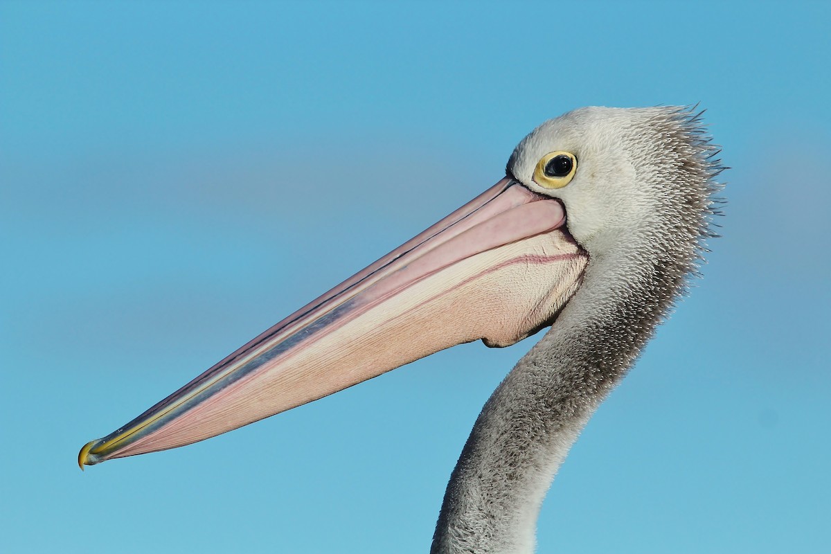 Australian Pelican - Rick Franks