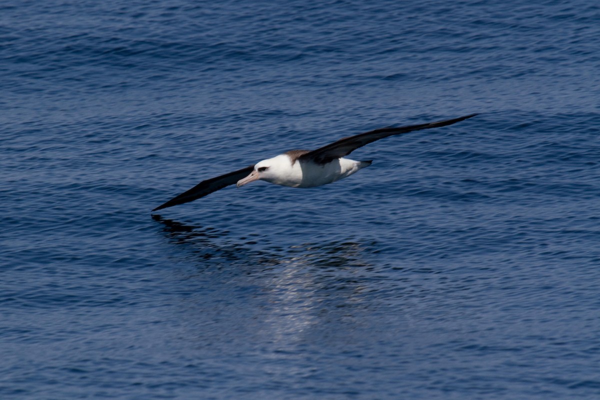 albatros laysanský - ML68454651