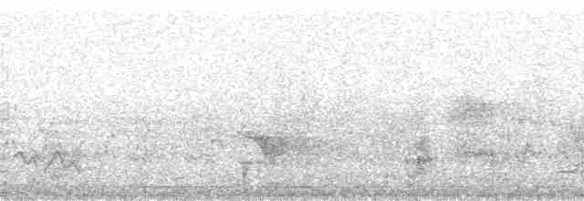 Dusky-tailed Antbird - ML68456