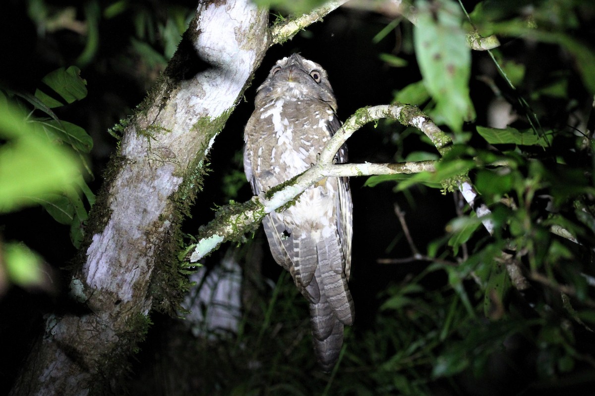 Solomons Frogmouth - ML68456981