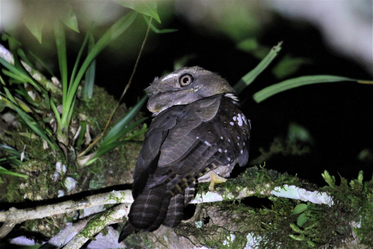 Solomons Frogmouth - Charles Davies