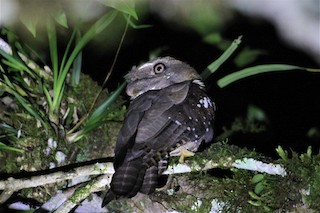  - Solomons Frogmouth