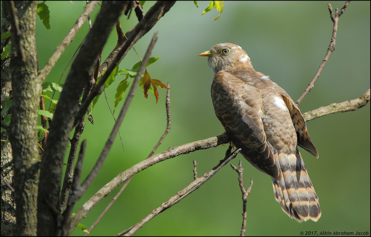 Common Hawk-Cuckoo - Albin Jacob