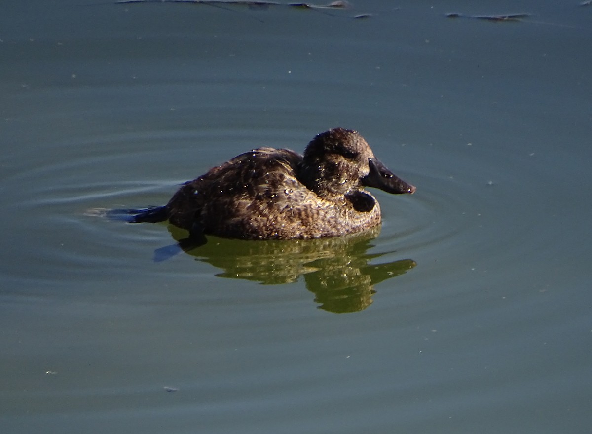Andean Duck (ferruginea) - ML68457561