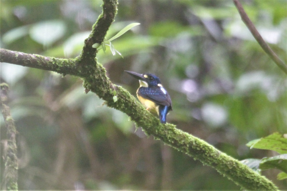North Solomons Dwarf-Kingfisher (North Solomons) - Charles Davies