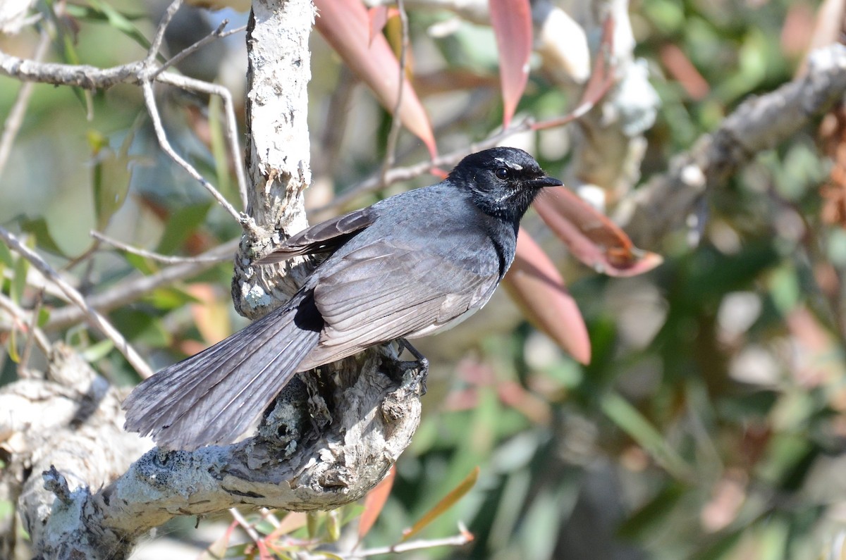 Willie-wagtail - ML68458491