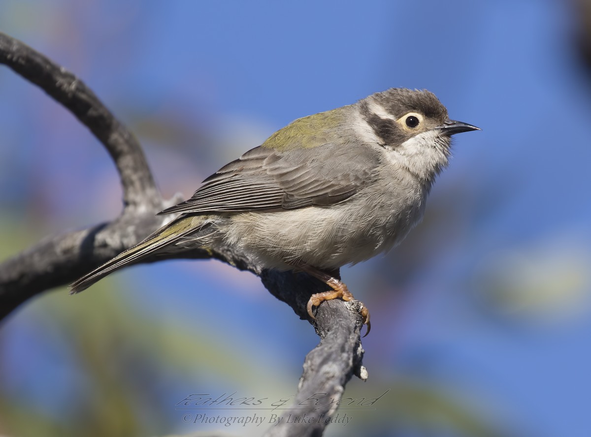 Brown-headed Honeyeater - Feathers & Beyond Photography