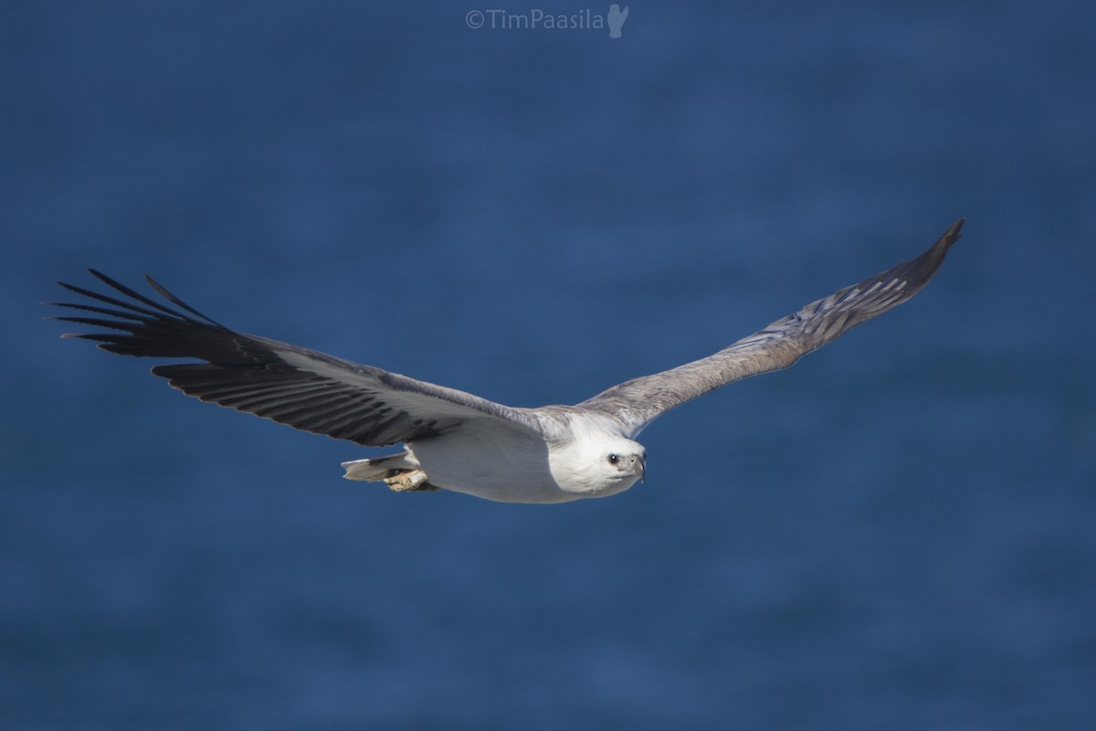 White-bellied Sea-Eagle - Timothy Paasila